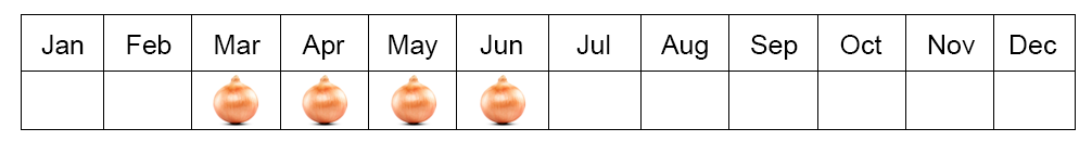Onion Season in Egypt